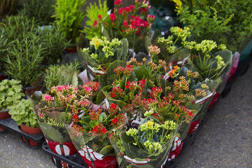 flowers in greenhouse