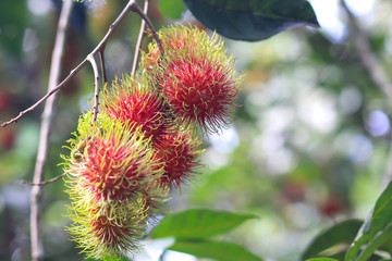 Fresh rambutan on the rambutan tree,asian fruit.