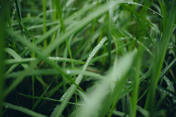 Rain drop on green grasses at overcast day