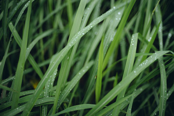Rain drop on green grasses at overcast day