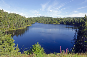 Forest lake