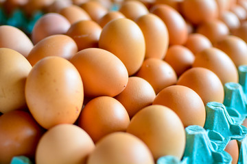 chicken eggs