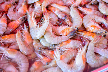 shrimp