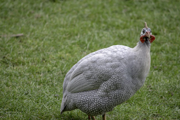 Helmeted guinea fowl