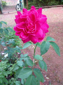 Rose 