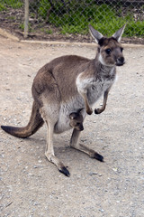 eastern grey kangaroo and joey