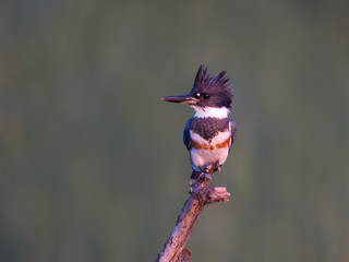 Belted Kingfisher Portrait on Green Background
