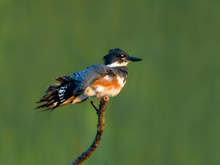 Belted Kingfisher Stretching Wings