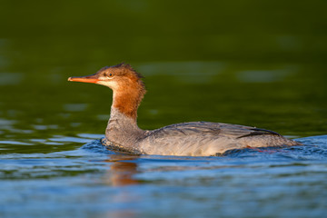 Female Common Merganser Swimming