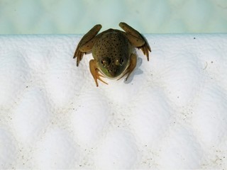 Small toad on white background