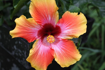 Hibiscus flower with deep green leaves