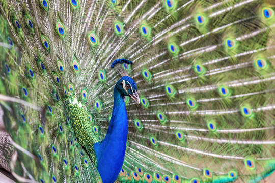 Close up of Peacock with tail feathers spread