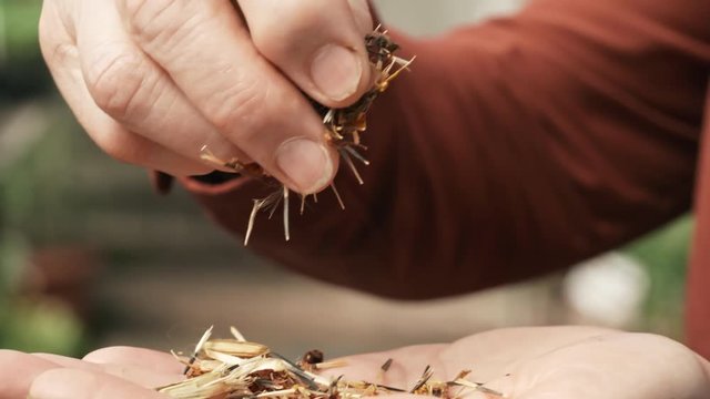 Handheld close up of hands of unrecognizable senior woman strewing dry flower seed heads into her palm