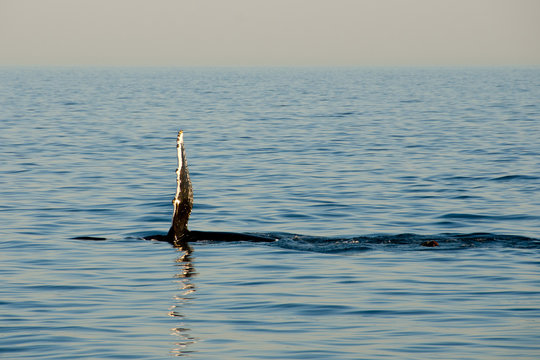 Humpback Whale Fin - Exmouth - Australia