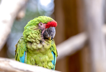 Close up of an African Parrot © Karen