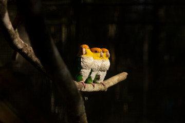 Marianinha-de-cabeça-amarela 