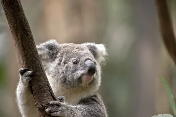 Papier Peint photo autocollant Koala joey koala