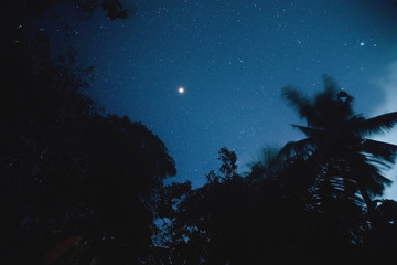 Fototapeta na wymiar Silhouettes of coconut trees with southern hemisphere Milky Way stars. 