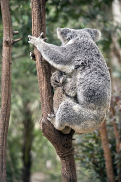 joey koala and mum