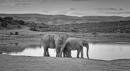 African Elephant Family © Cathy Withers-Clarke