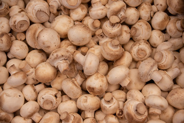 Ready to Eat White Mushrooms