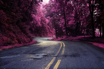 winding road pink trees