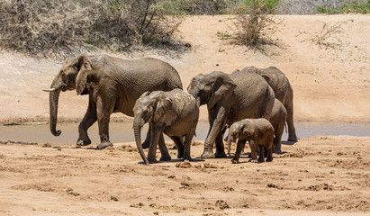 African Elephant Family © Cathy Withers-Clarke