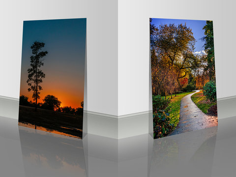 pictures near the wall. colorful bushes and trees in the park and silhouette of high pine