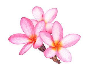 Obraz na płótnie Canvas Frangipani flower on white background
