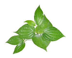 Wildbetal Leafbush on white background