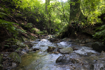 Creek runs through the Mt. Takao in summer.