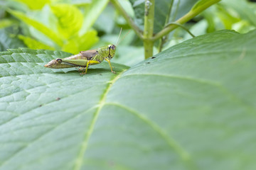 Grasshopper on a green leaf in summer.