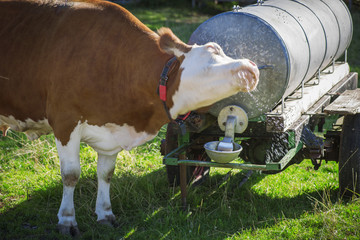 Cow shaking at the watering-place