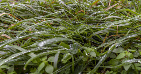 Fresh green grass with water drops
