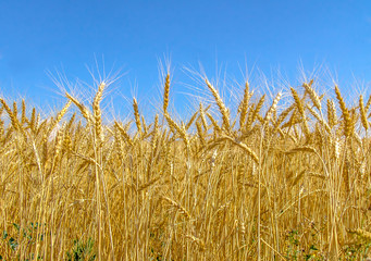 Field of wheat against the sky landscape