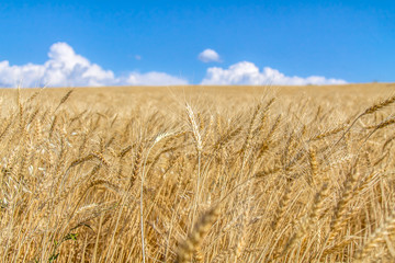 Field of wheat against the sky landscape