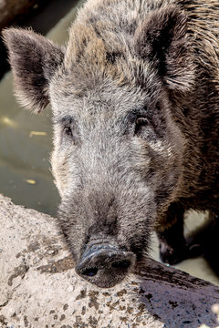 Dirty Wild boar close-up