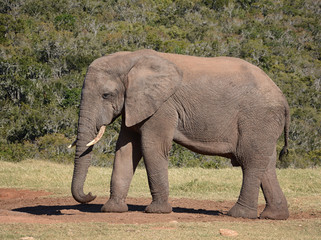 Fototapeta na wymiar African Elephant side