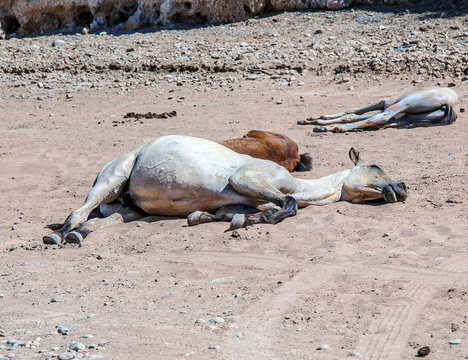 Dead Horse On The Sand