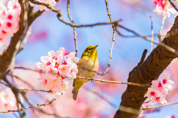 Japanese White-eye.The back is cherry blossoms(Japanese name is Kanzakura). Located in Tokyo Prefecture Japan.