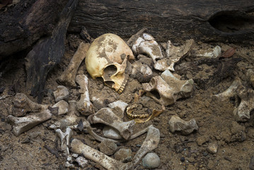 Model skull of human and bones form pit with dark light.Copy space.Concept halloween day.