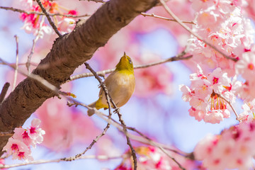 Japanese White-eye.The background is cherry blossoms(Japanese name is Kanzakura). Located in Tokyo Prefecture Japan.