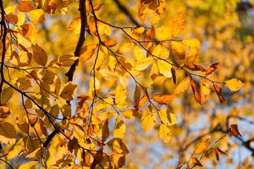 Autumn.
