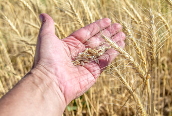 Fototapeta na wymiar Wheat grain in a hand on a background of a field