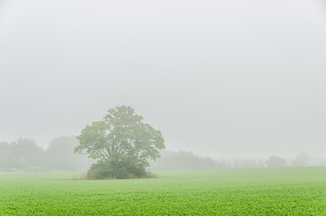 Obraz premium Foggy Field With Large Tree
