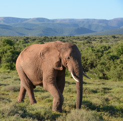Fototapeta premium African Elephant Walking