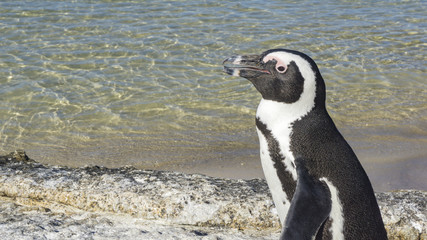 Fototapeta premium A closeup penguin at Boulder's Beach, Simon's Town, Cape Town, South Africa