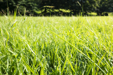 Grass field in summer.