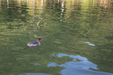 Little grebe swimming on the pond in summer.