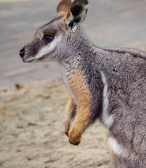 Naklejka premium Wallaby Kangaroo Standing